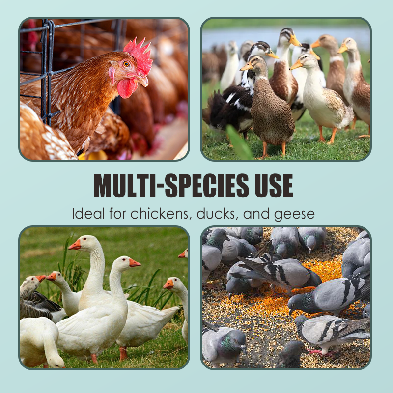 Natuurlijke Formule-Tabletten voor Pluimvee 🌿🐔