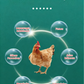 🐓Orale oplossing tegen meerdere symptomen bij pluimvee🔥💯