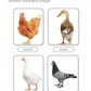 🐓Orale oplossing tegen meerdere symptomen bij pluimvee🔥💯