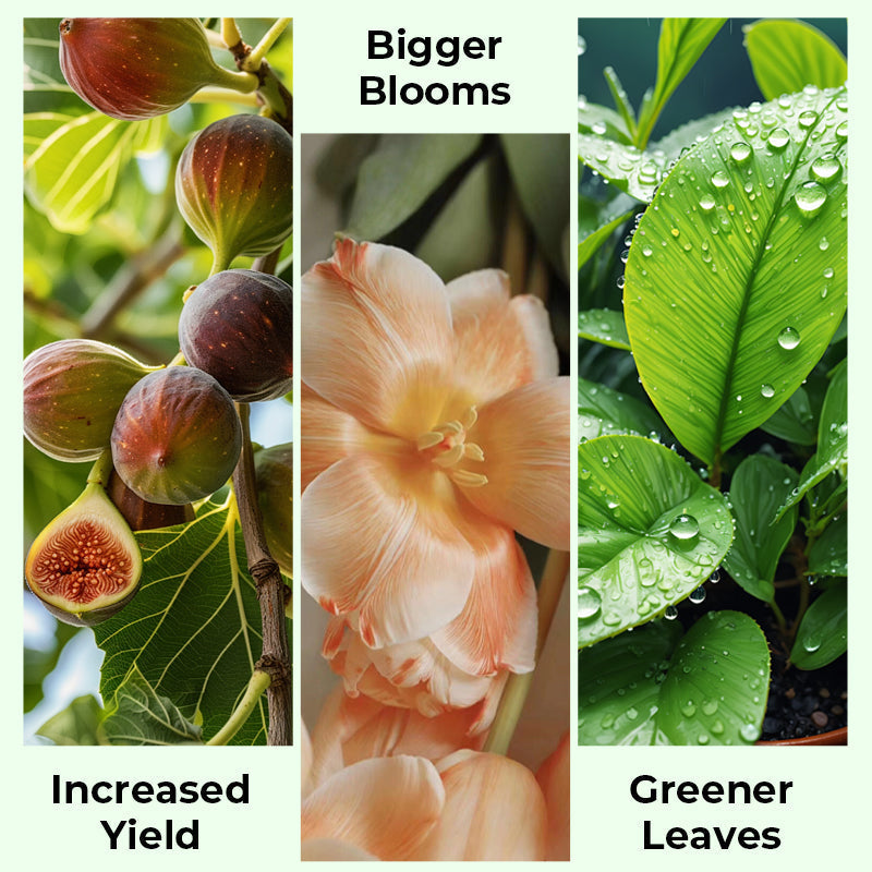 🎁 Uitverkoop 50% UIT 🔥Geconcentreerde vloeibare meststof voor alle doeleinden