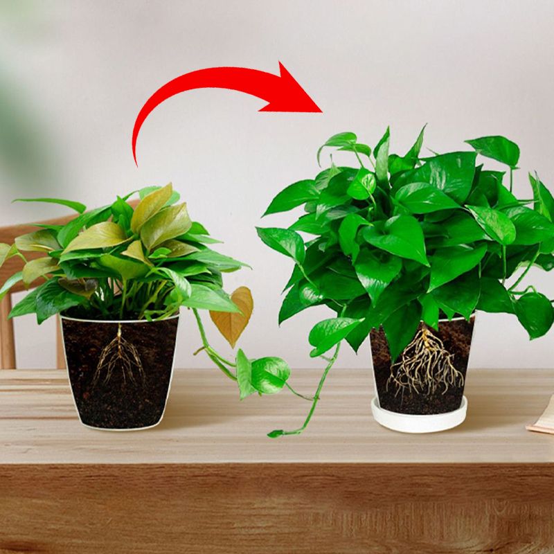 All-in-One Geconcentreerde Voedingsoplossing Meststof 💧🌿