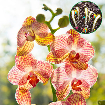 All-in-One Geconcentreerde Voedingsoplossing Meststof 💧🌿