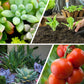 🔥 Langzaam vrijkomende meststof in tabletvorm voor planten🌱