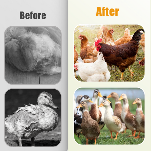 🐓Natuurlijk ontwormingsmiddel voor kippen voor inwendig en uitwendig gebruik