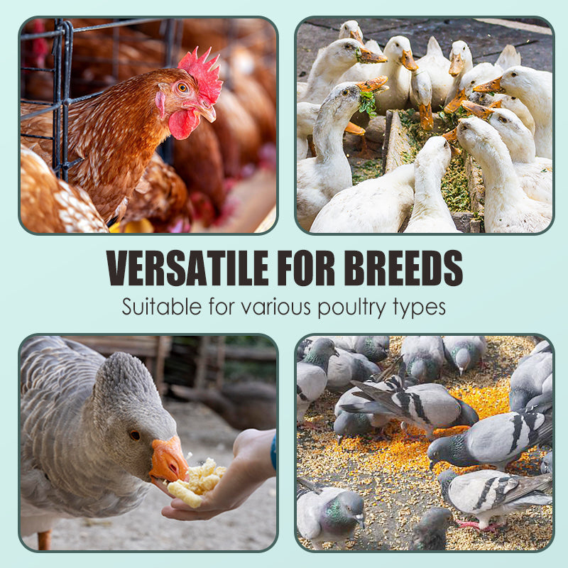 🐓🥚Ei-booster voedingssupplement