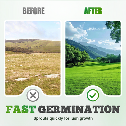 Vierseizoenen Evergreen Graszaad