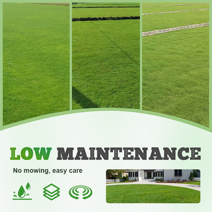 Vierseizoenen Evergreen Graszaad