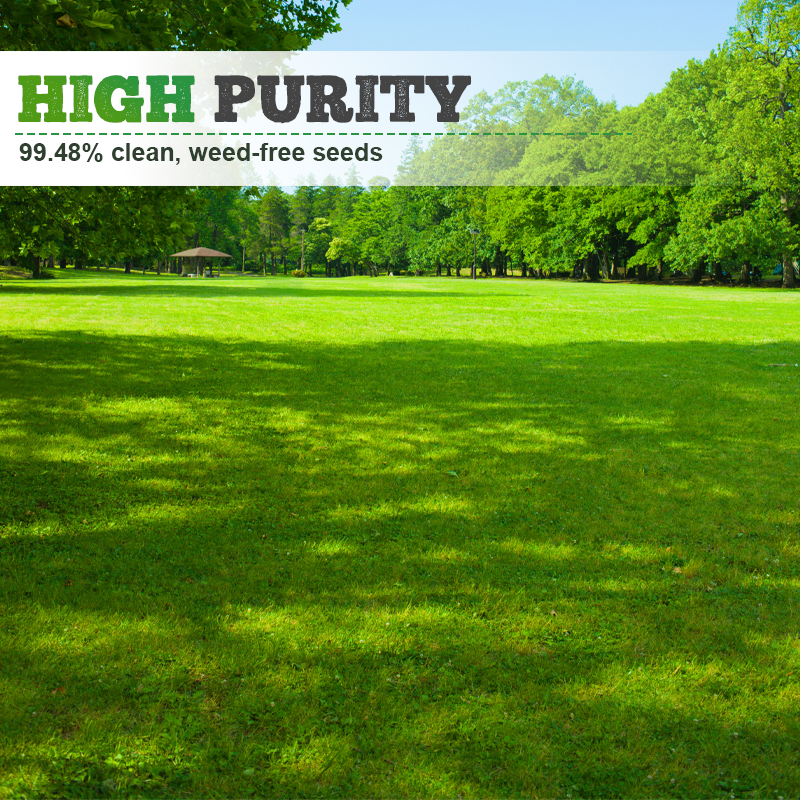 Vierseizoenen Evergreen Graszaad