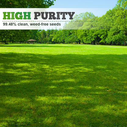 Vierseizoenen Evergreen Graszaad