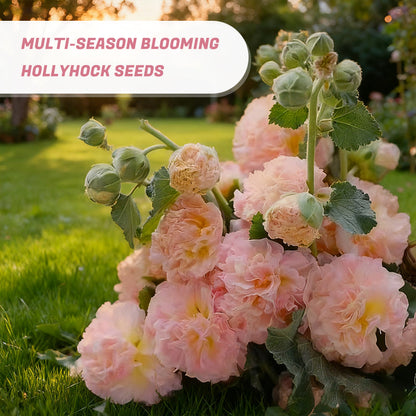 Meerseizoensbloeiende stokrooszaden