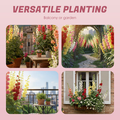 Meerseizoensbloeiende stokrooszaden