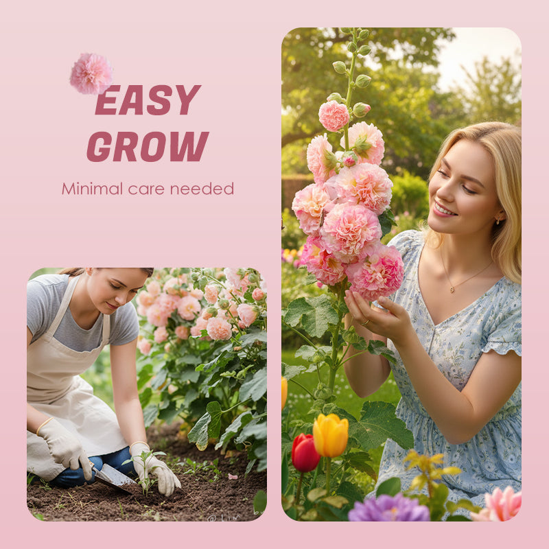 Meerseizoensbloeiende stokrooszaden