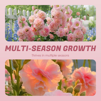 Meerseizoensbloeiende stokrooszaden