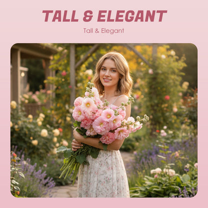 Meerseizoensbloeiende stokrooszaden