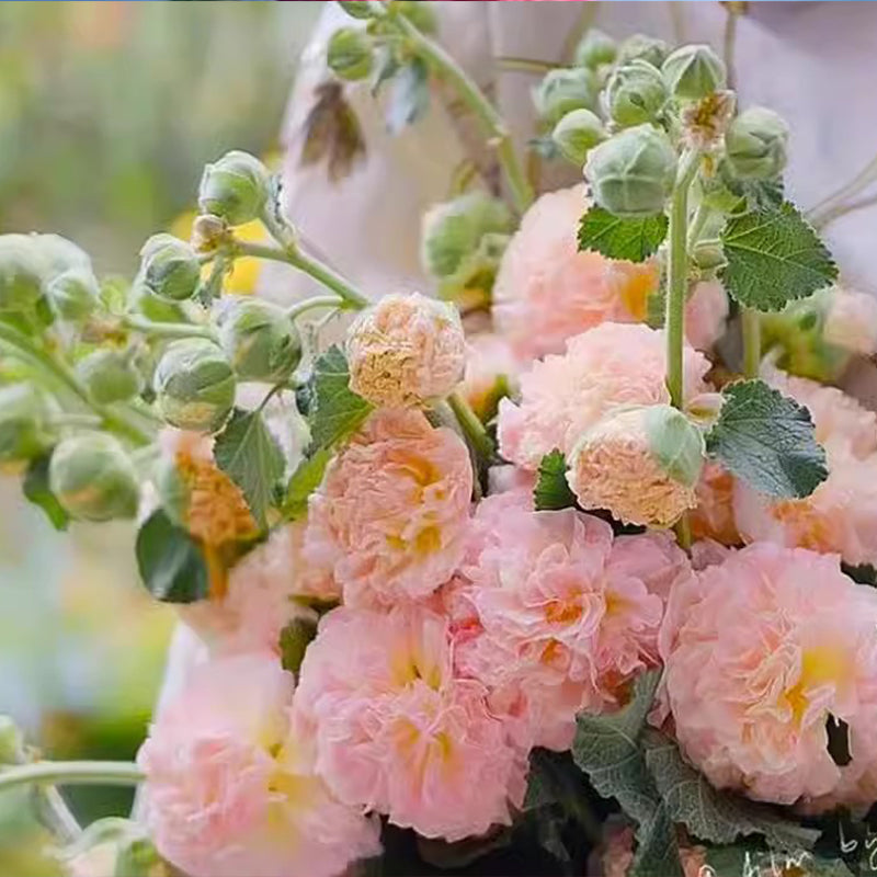 Meerseizoensbloeiende stokrooszaden