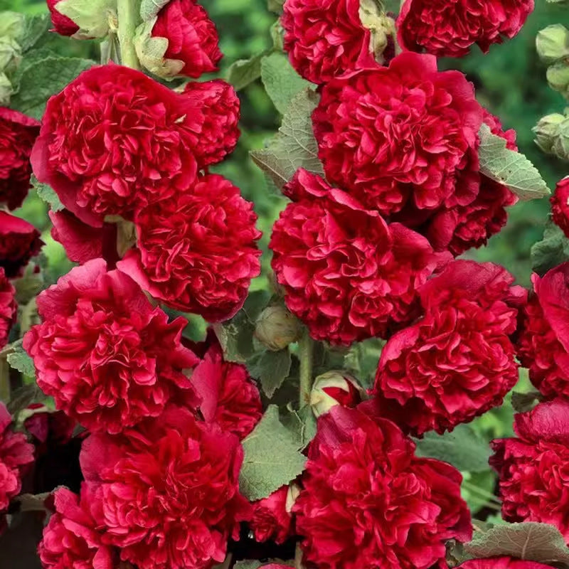 Meerseizoensbloeiende stokrooszaden