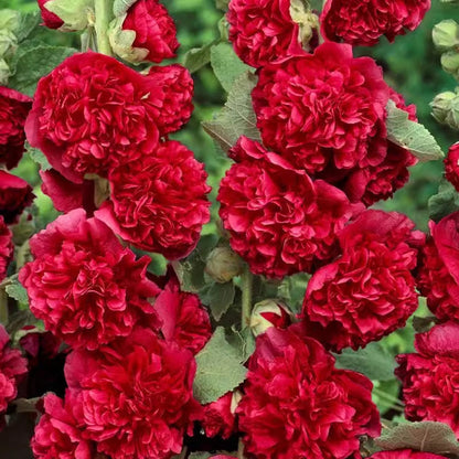 Meerseizoensbloeiende stokrooszaden