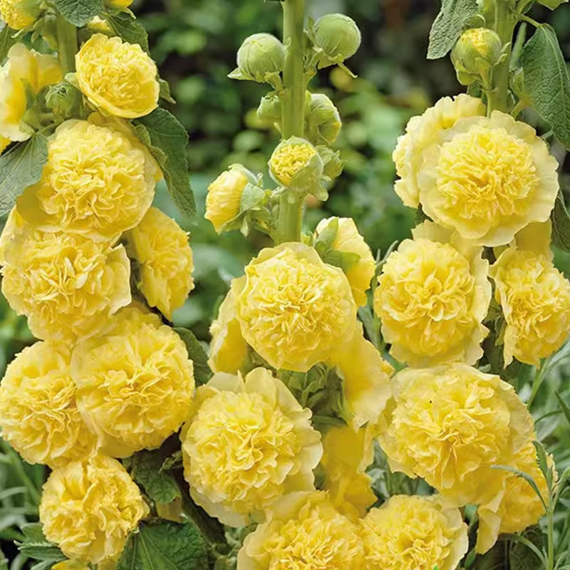 Meerseizoensbloeiende stokrooszaden