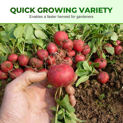 Snelgroeiende Cherry Belle Radijszaadjes