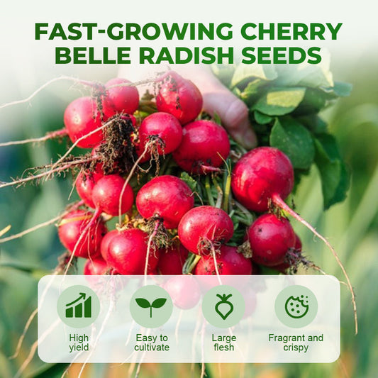 Snelgroeiende Cherry Belle Radijszaadjes