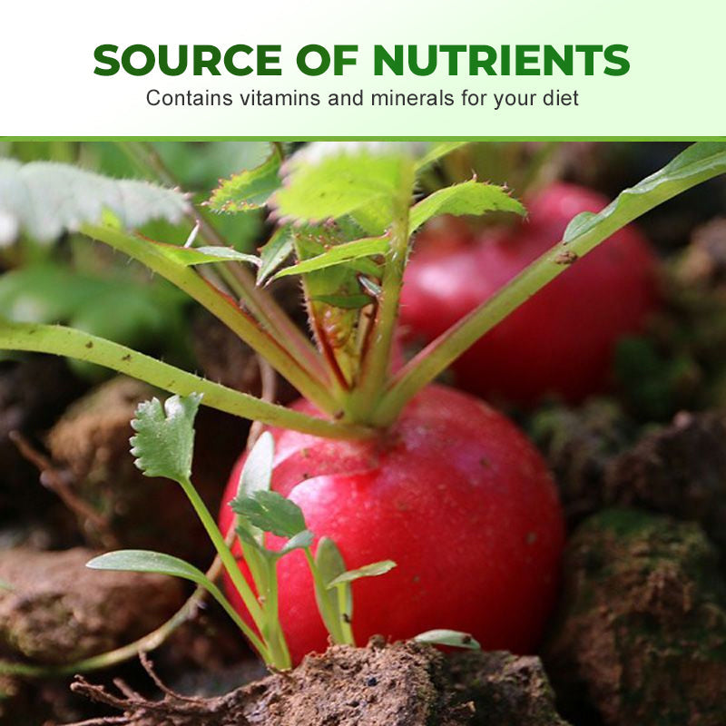 Snelgroeiende Cherry Belle Radijszaadjes