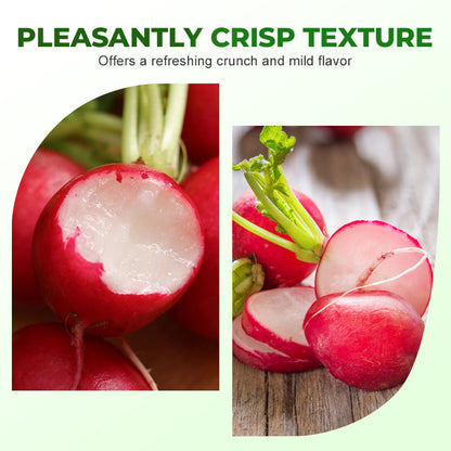 Snelgroeiende Cherry Belle Radijszaadjes