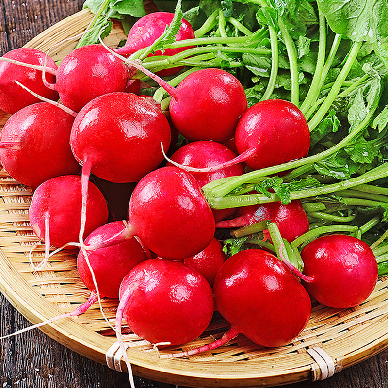 Snelgroeiende Cherry Belle Radijszaadjes