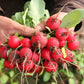 Snelgroeiende Cherry Belle Radijszaadjes
