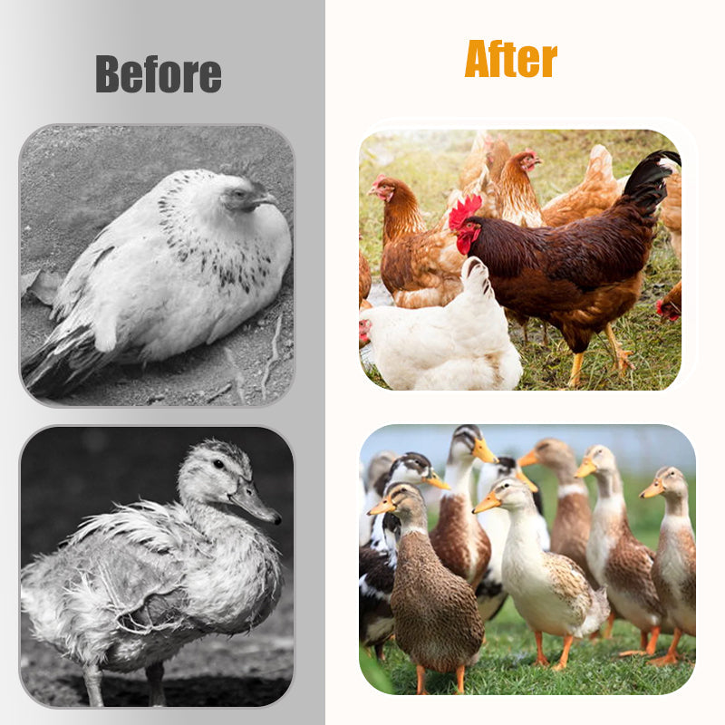 Aanvullend Voeder voor Sterke Poten - voor Pluimvee & Vee 🦵➡️💥