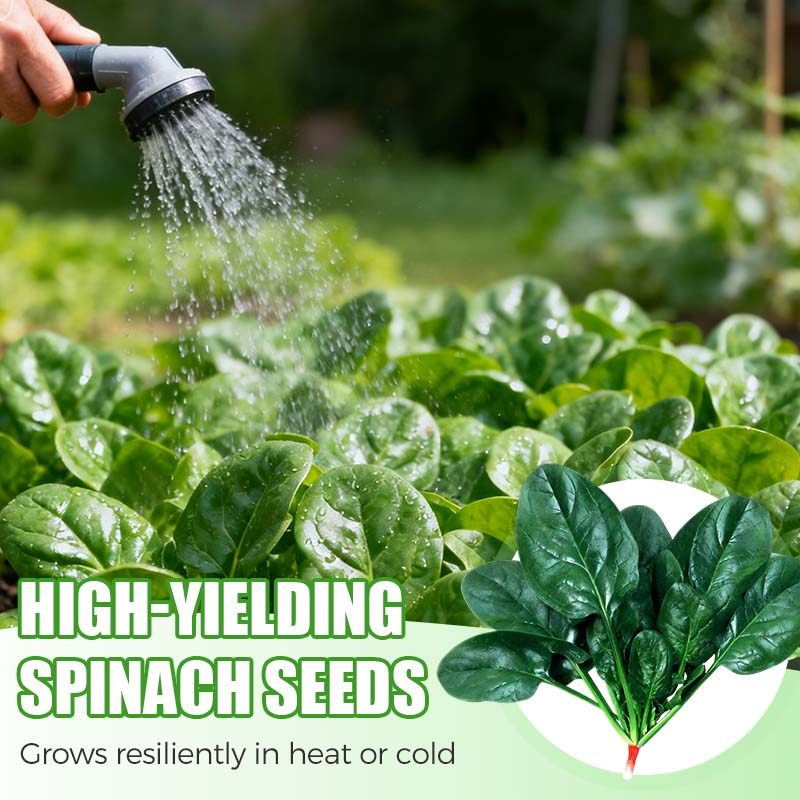 Hoogrenderende, koude- en hittebestendige spinaziezaden