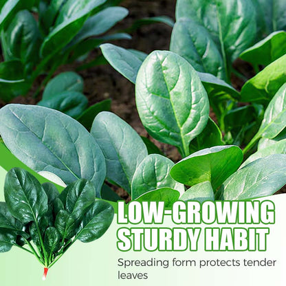 Hoogrenderende, koude- en hittebestendige spinaziezaden