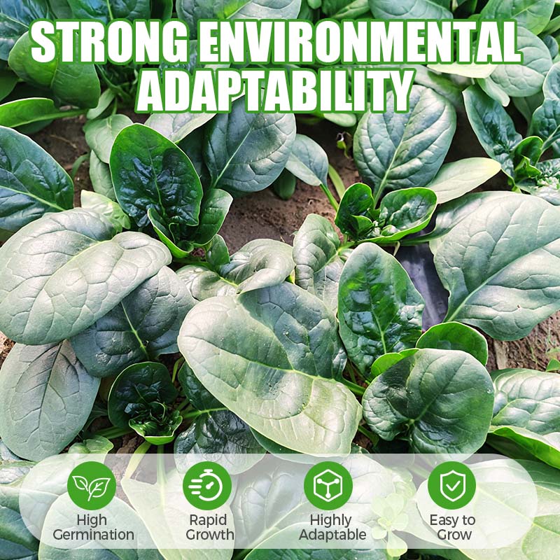 Hoogrenderende, koude- en hittebestendige spinaziezaden