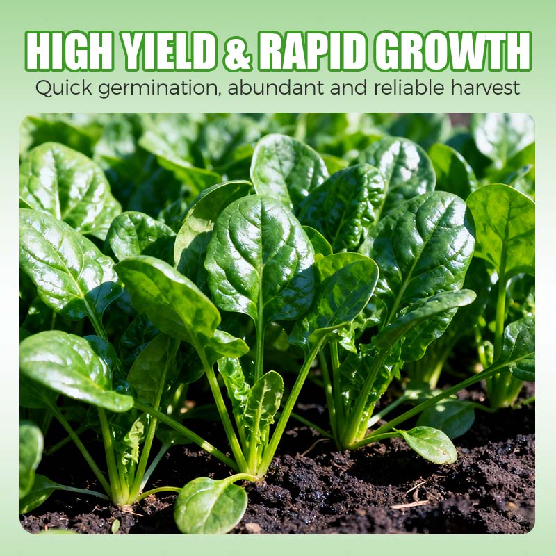 Hoogrenderende, koude- en hittebestendige spinaziezaden