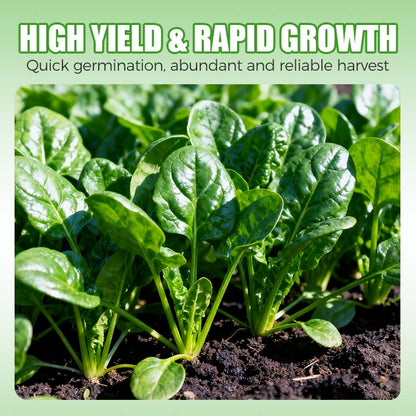 Hoogrenderende, koude- en hittebestendige spinaziezaden