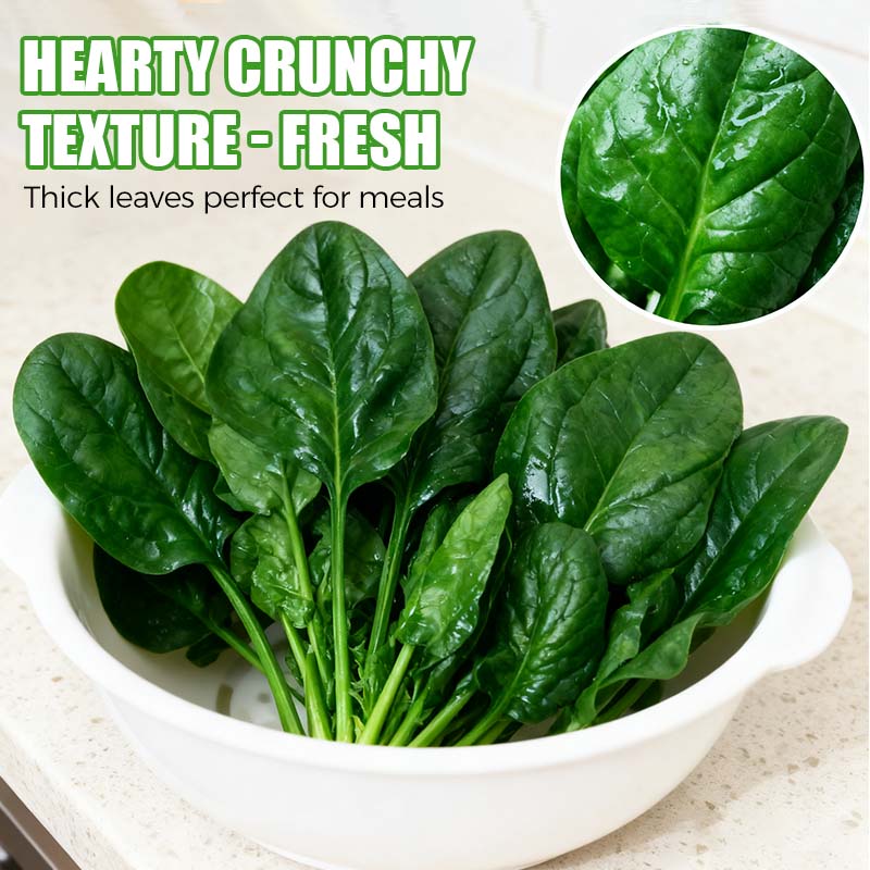 Hoogrenderende, koude- en hittebestendige spinaziezaden