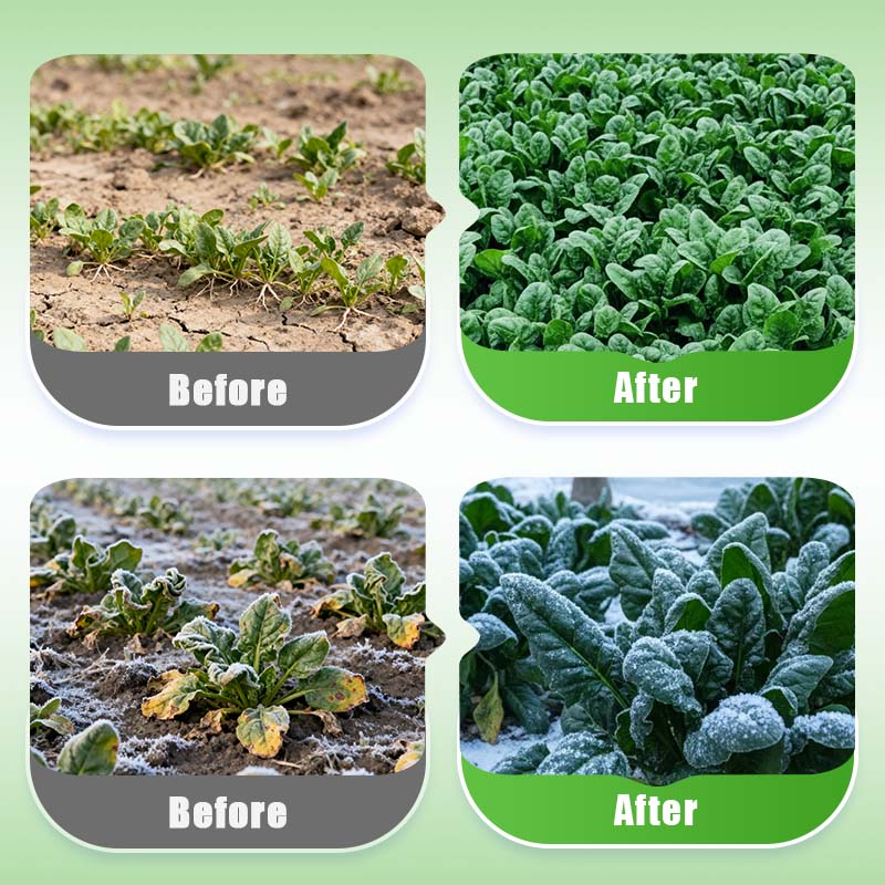 Hoogrenderende, koude- en hittebestendige spinaziezaden