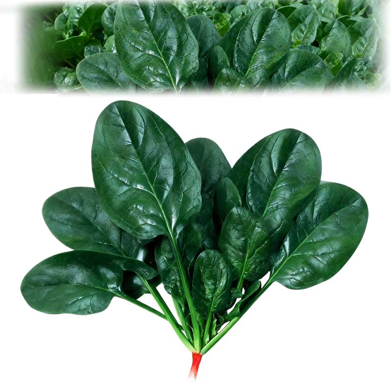 Hoogrenderende, koude- en hittebestendige spinaziezaden