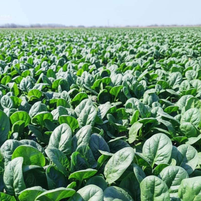 Hoogrenderende, koude- en hittebestendige spinaziezaden