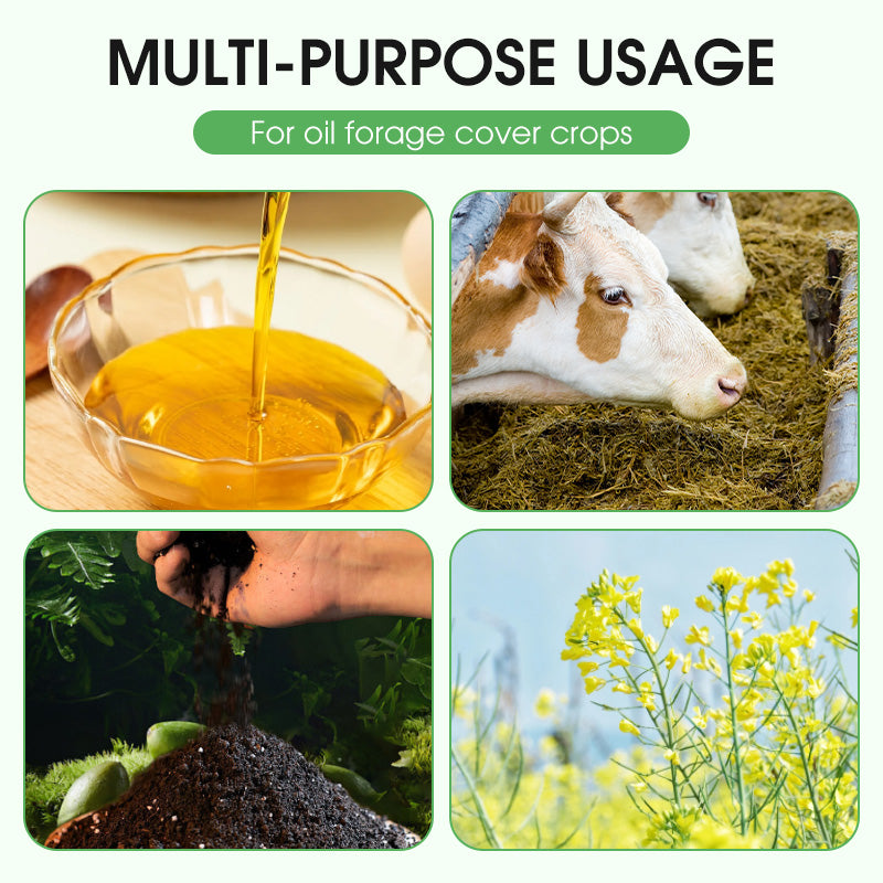 Hoogwaardig en hoogrenderend koolzaad