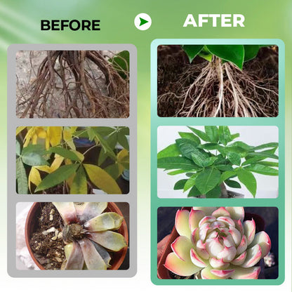 Hydroponische Planten Voedingsoplossing 🌿💧