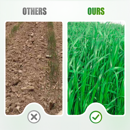 Winterhard & Snelgroeiend Raaigras Zaden 🌱❄️