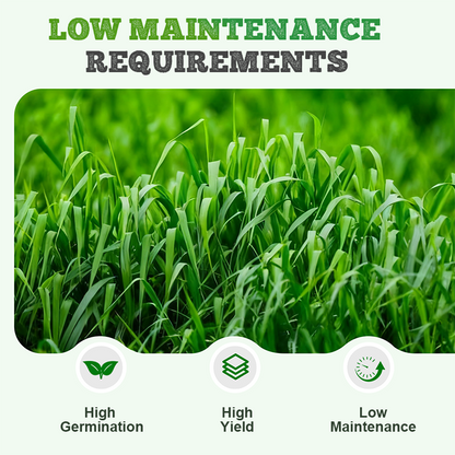 Winterhard & Snelgroeiend Raaigras Zaden 🌱❄️