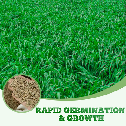 Winterhard & Snelgroeiend Raaigras Zaden 🌱❄️