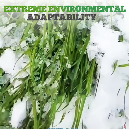 Winterhard & Snelgroeiend Raaigras Zaden 🌱❄️