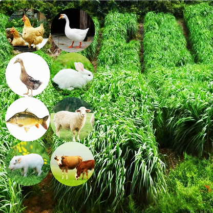 Winterhard & Snelgroeiend Raaigras Zaden 🌱❄️